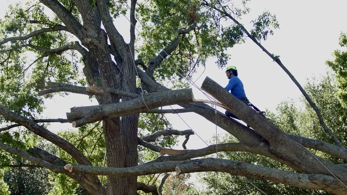 Professional Crown Thinning performed by certified arborists in Bloomington