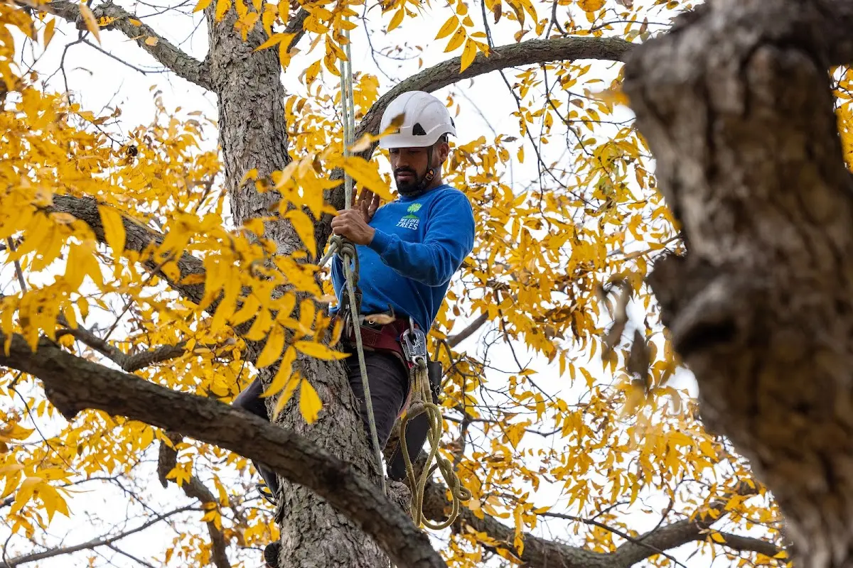 Skilled Emergency Tree Service crew working in Bloomington